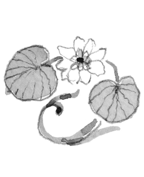 Liepos Vandens Lelijos