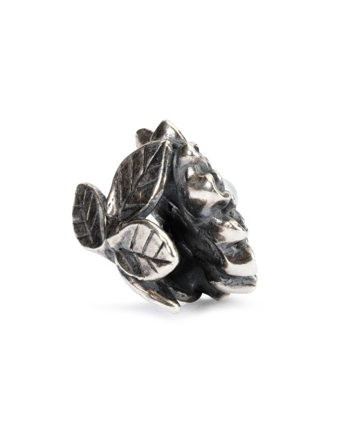 Lapkričio Chrizantema